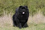 CHOW CHOW 422